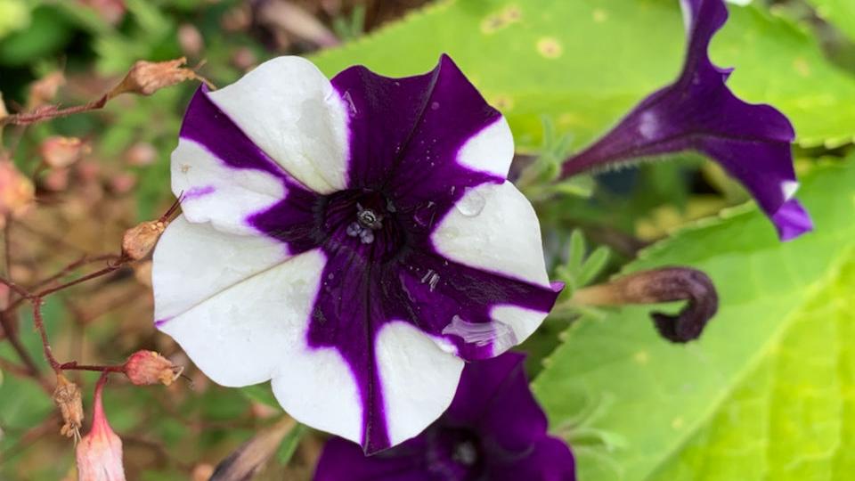 Absentee Gardeners: Killer petunias